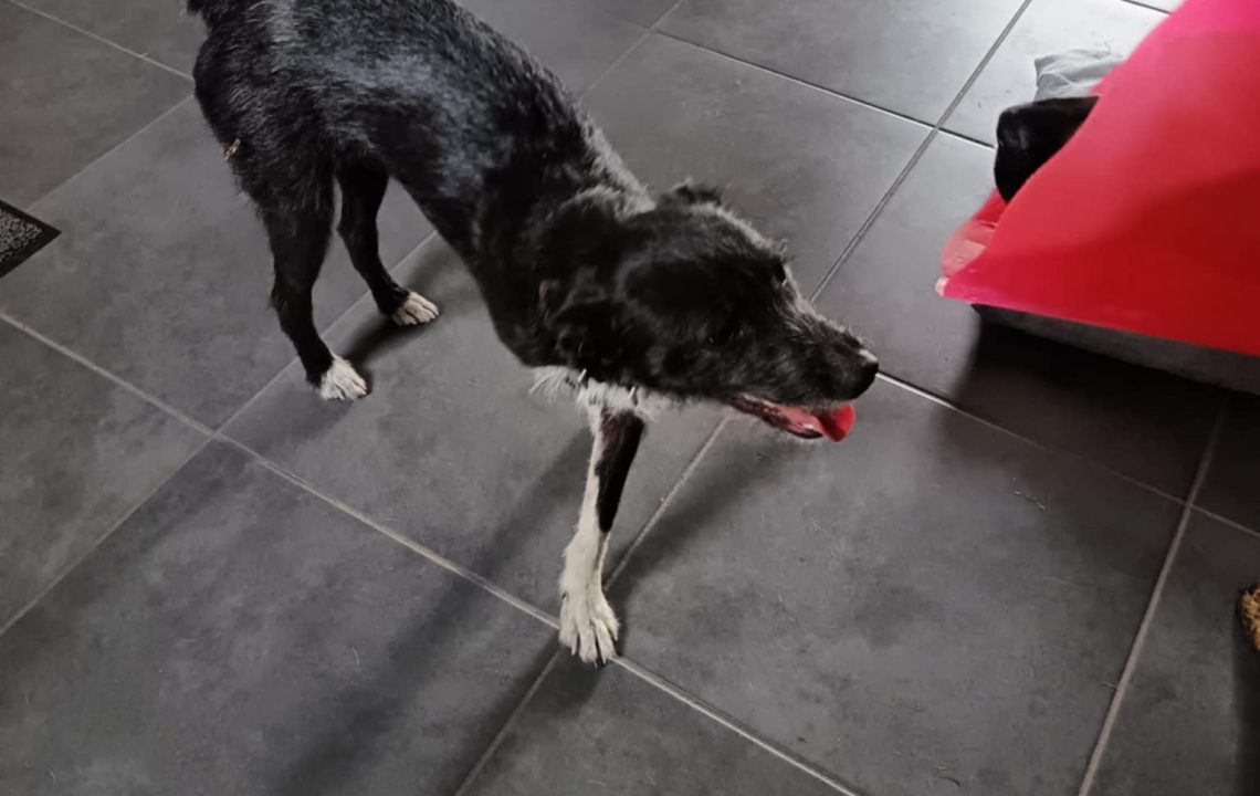 Savannah en convalescence, marchant doucement dans une maison après son arrivée de Roumanie.