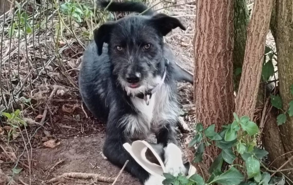 Savannah joue dans un jardin, une sandale dans la gueule, moment de détente après un début de vie difficile.