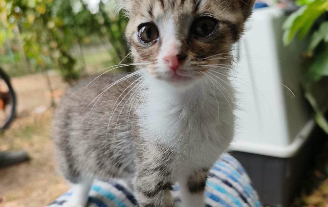Kinder chaton à l'adoption avec les amis d'ivar visible à Genech