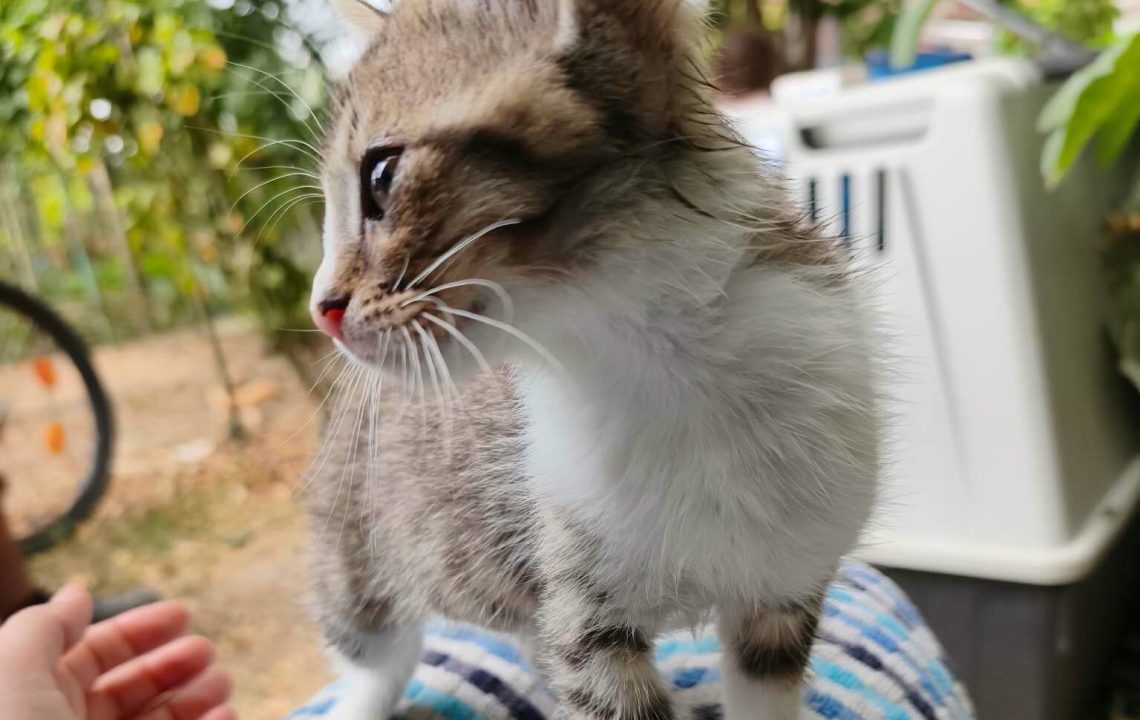 Kinder chaton à l'adoption avec les amis d'ivar visible à Genech