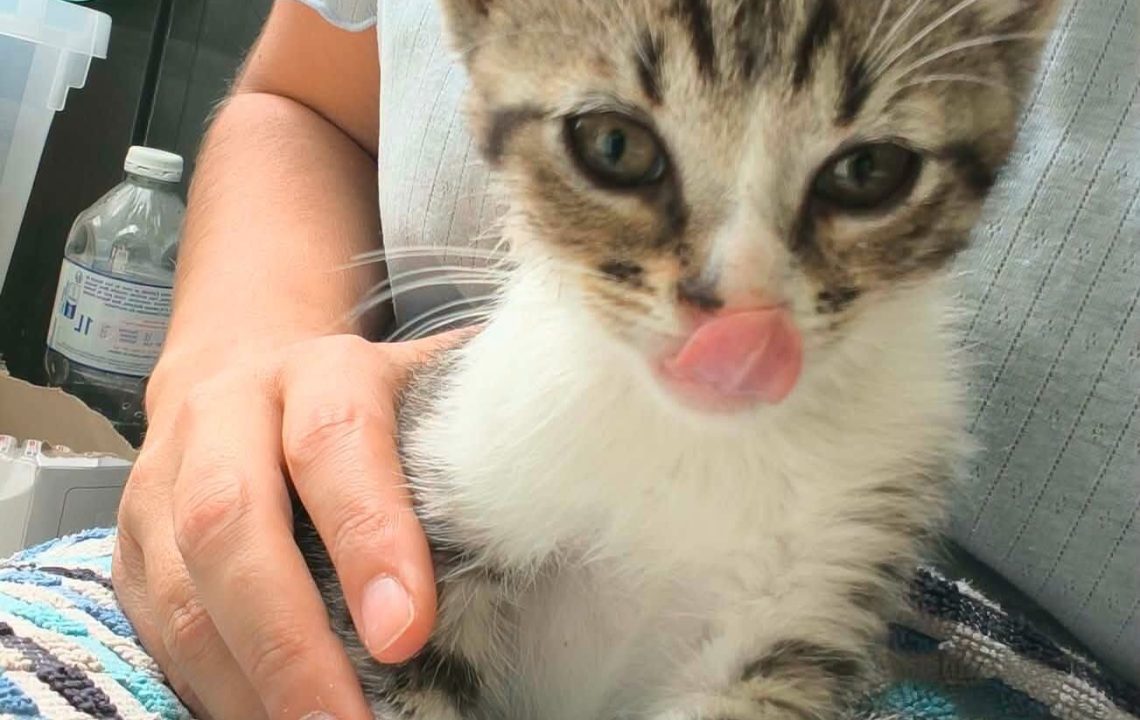 Kinder chaton à l'adoption avec les amis d'ivar visible à Genech