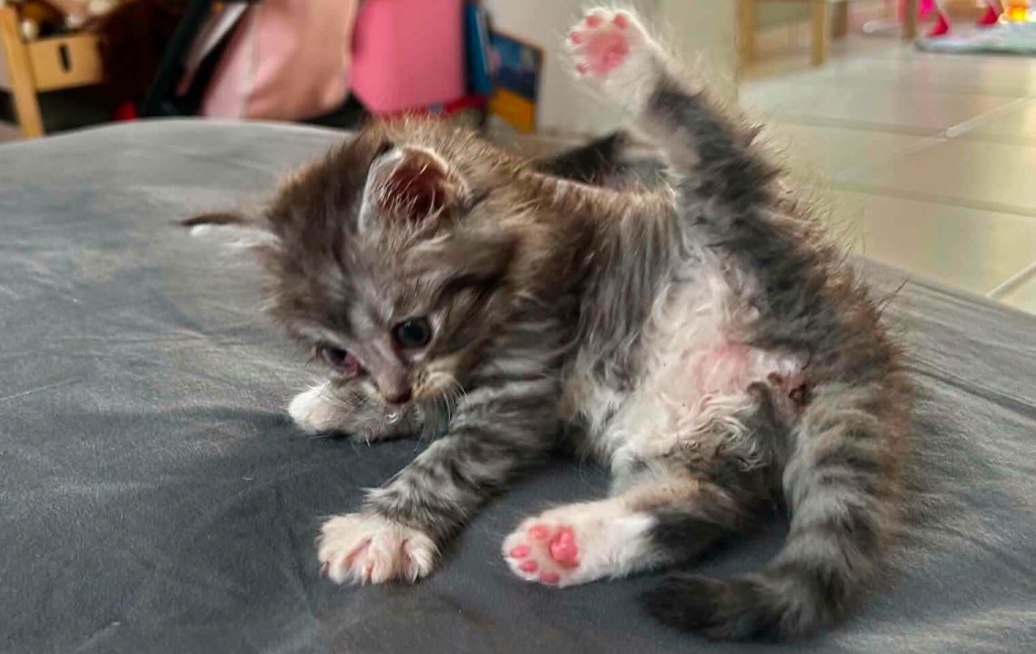 looping chaton joueur à l'adoption les amis d'ivar