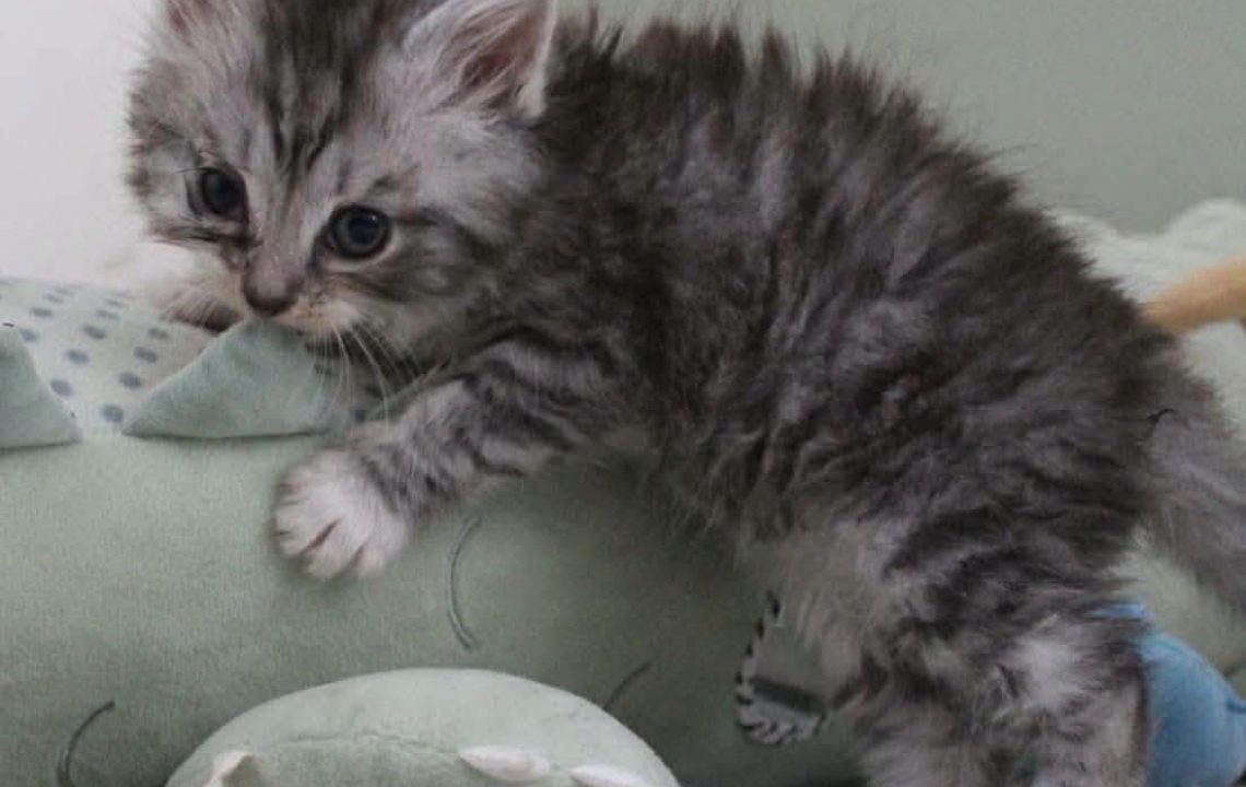 looping chaton joueur à l'adoption les amis d'ivar