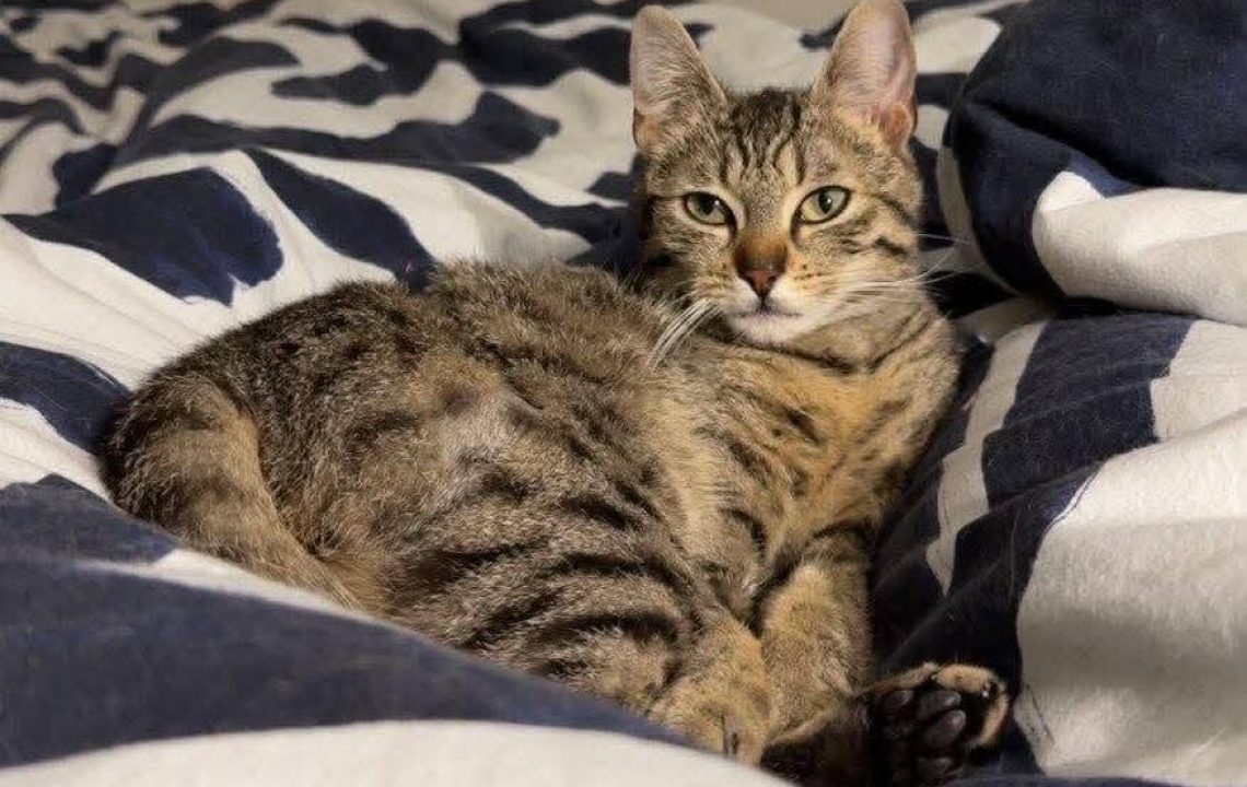 Lost adorable chat de 8 mois