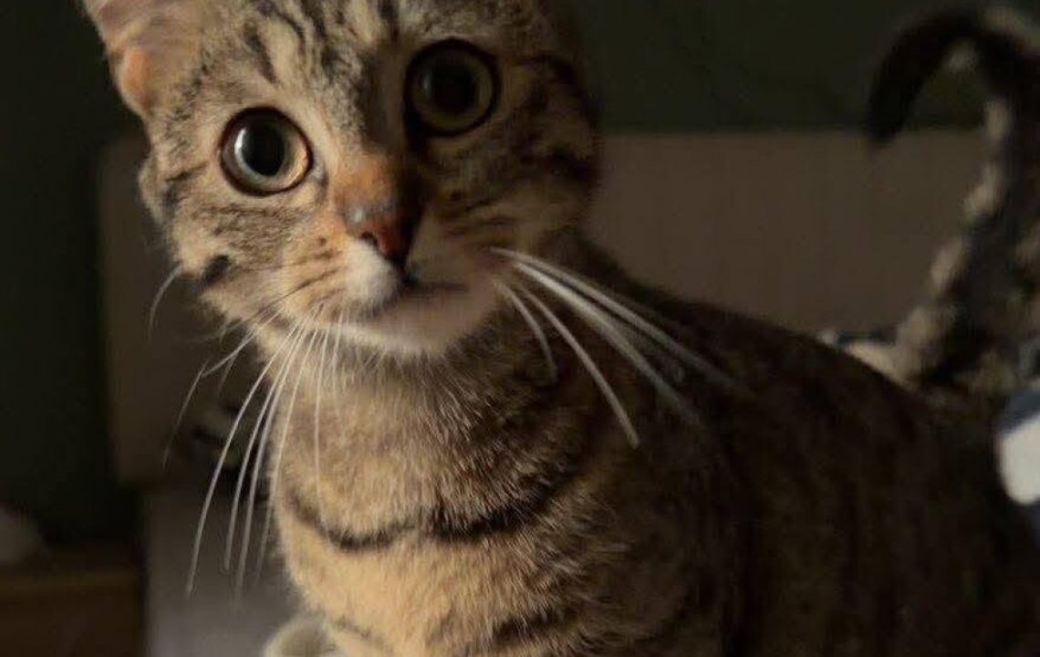 Lost adorable chat de 8 mois