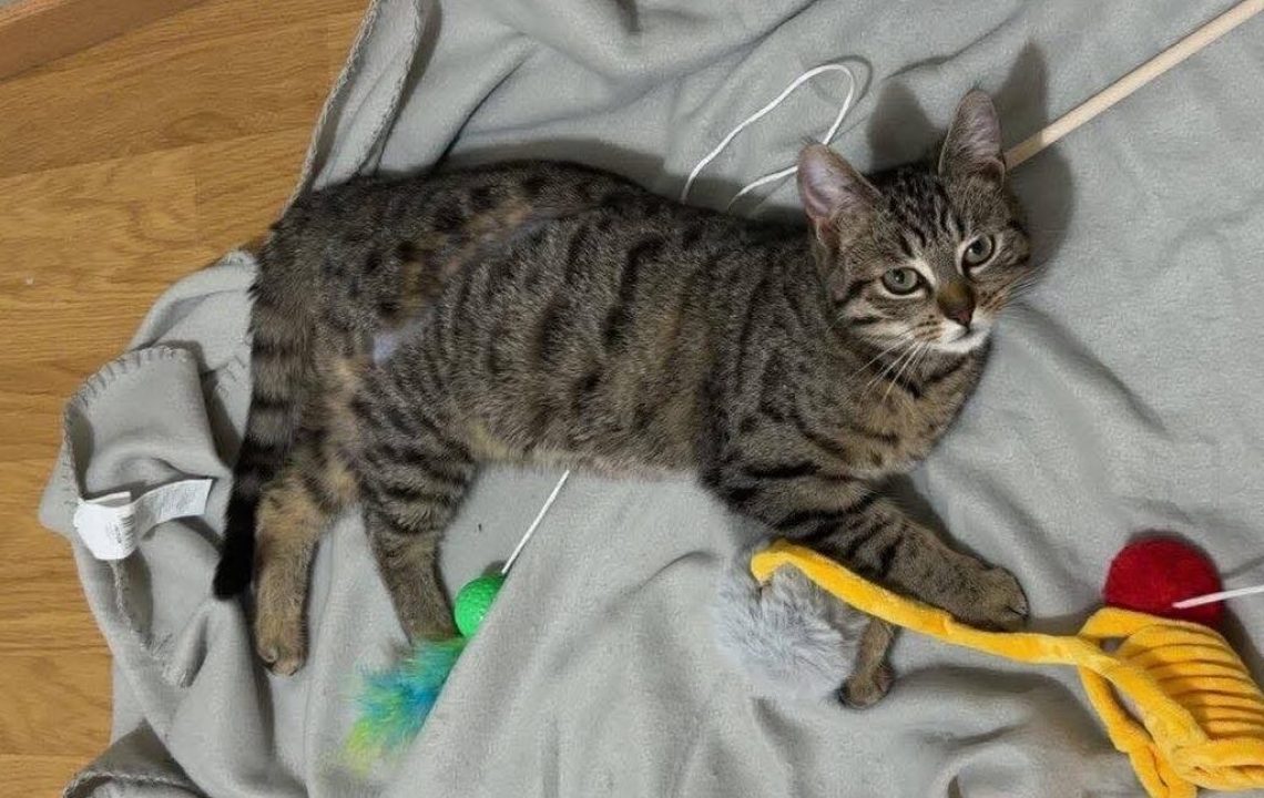 Lost adorable chat de 8 mois