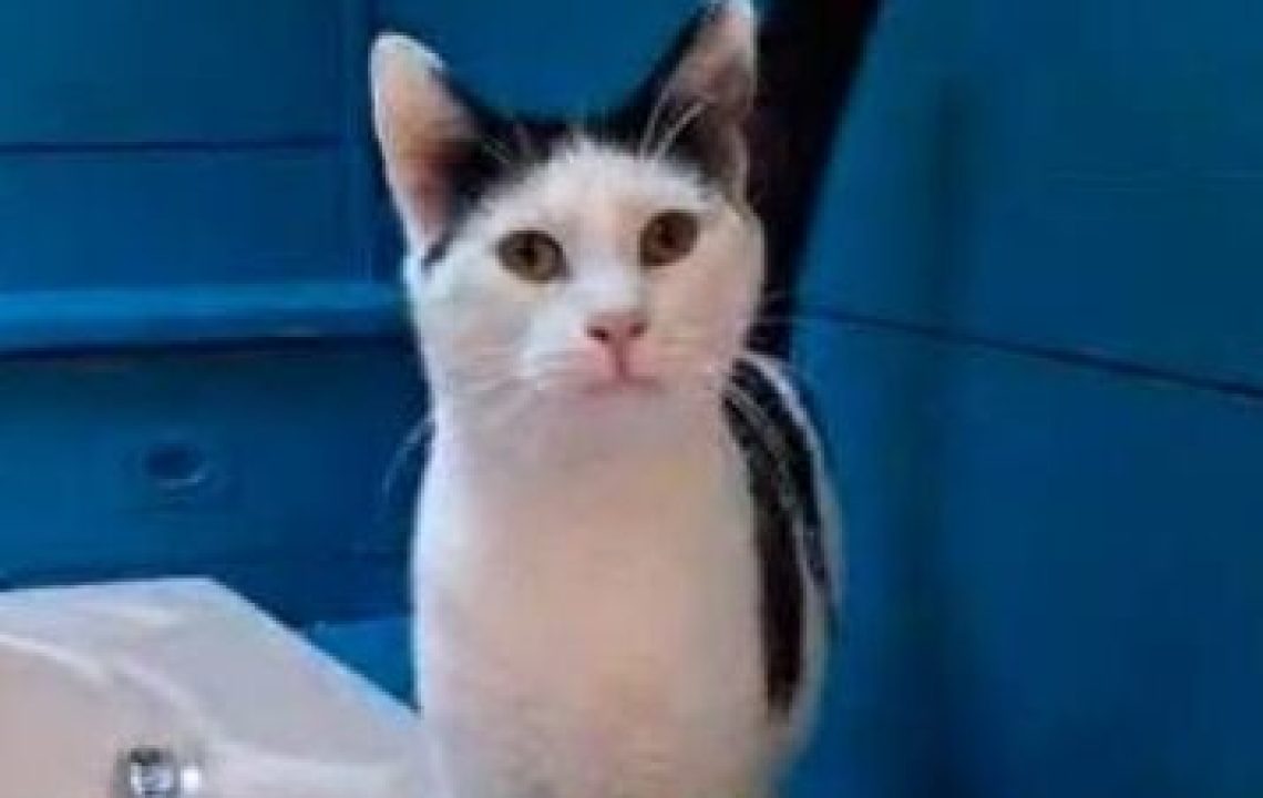 uther jeune chat de 10 mois qui attend encore de trouver sa famille pour la vie - les amis d'Ivar