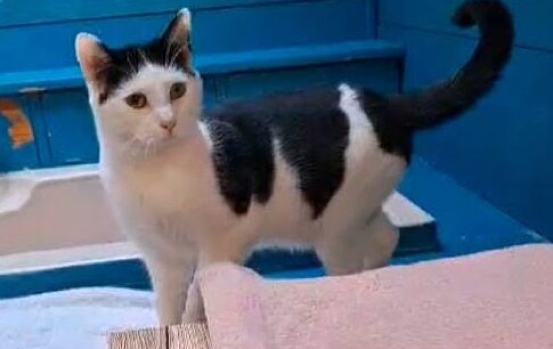 uther jeune chat de 10 mois qui attend encore de trouver sa famille pour la vie - les amis d'Ivar