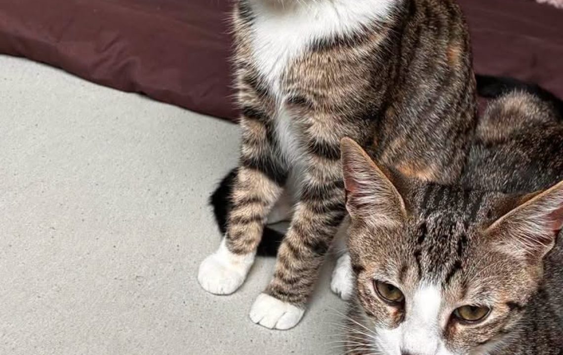 Milo à l'adoption avec les Amis d'Ivar