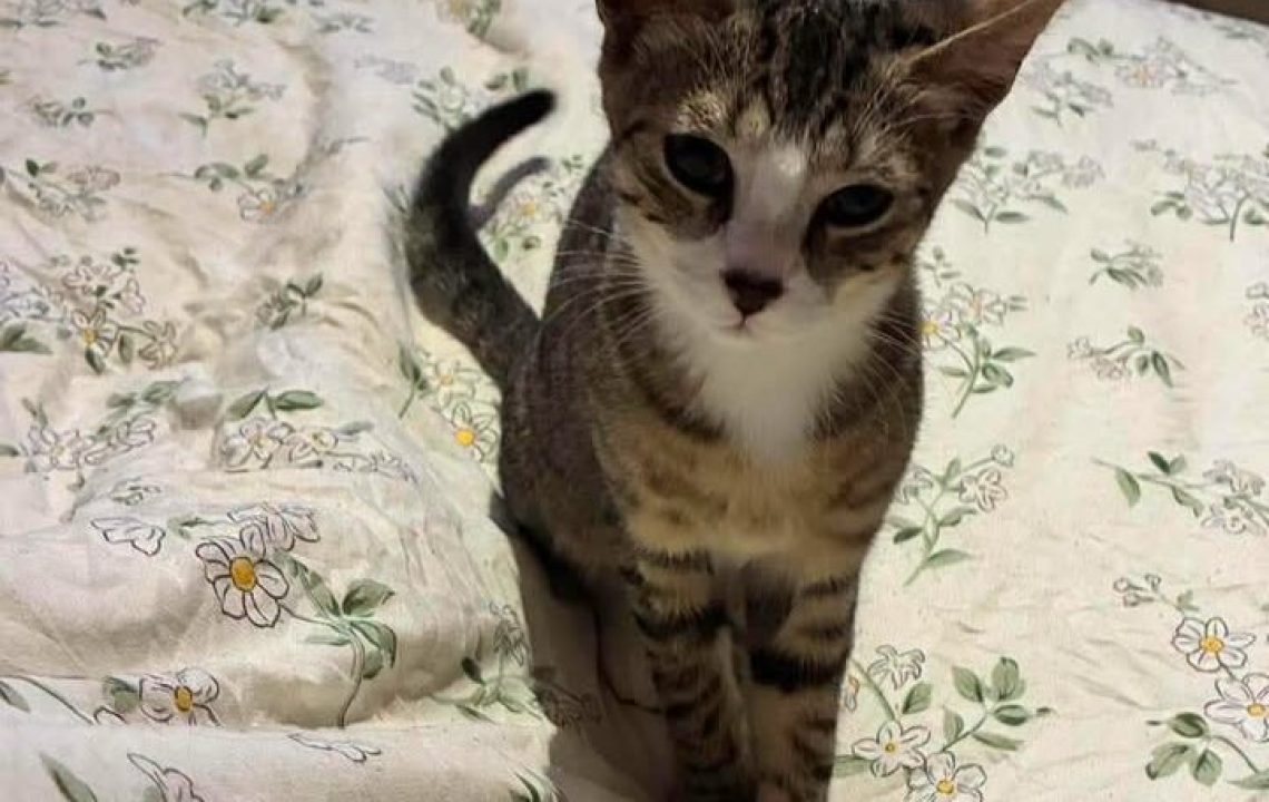 Milo à l'adoption avec les Amis d'Ivar