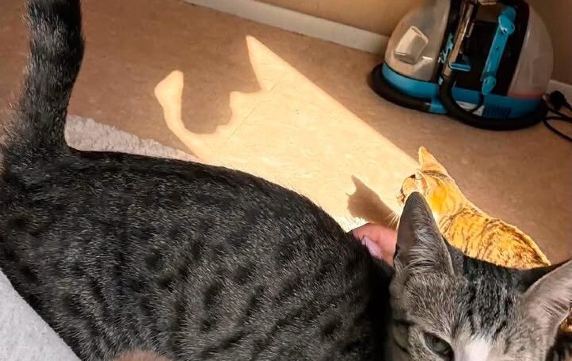 Milo à l'adoption avec les Amis d'Ivar