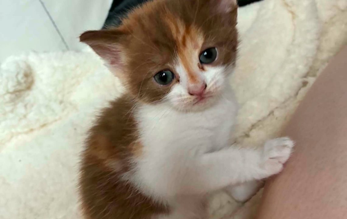 Minimiou petit chaton à l'adoption avec les amis d'ivar