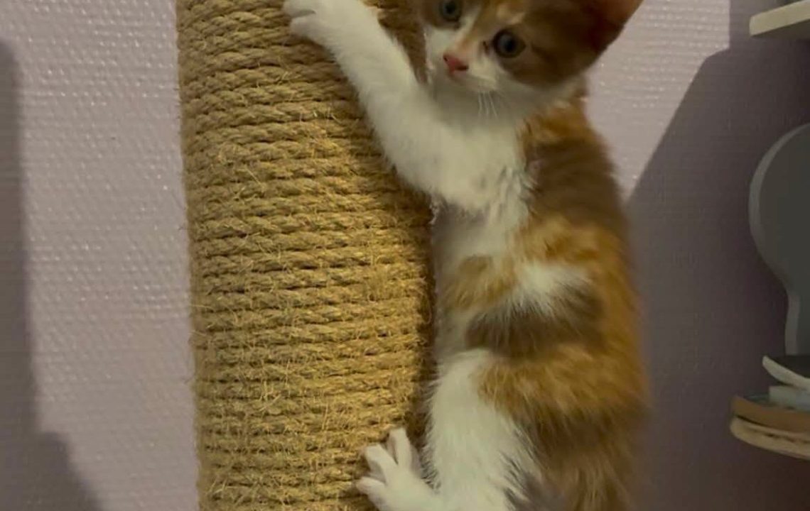 Minimiou petit chaton à l'adoption avec les amis d'ivar
