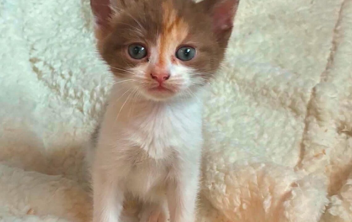 Minimiou petit chaton à l'adoption avec les amis d'ivar