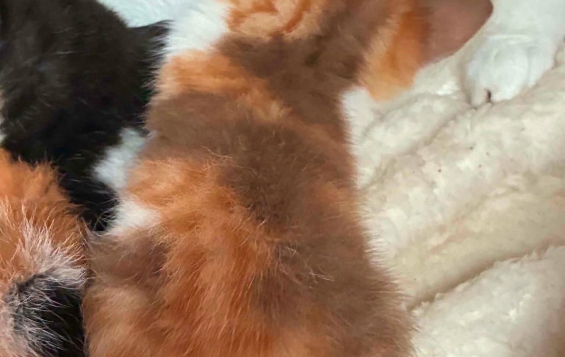 Minimiou petit chaton à l'adoption avec les amis d'ivar