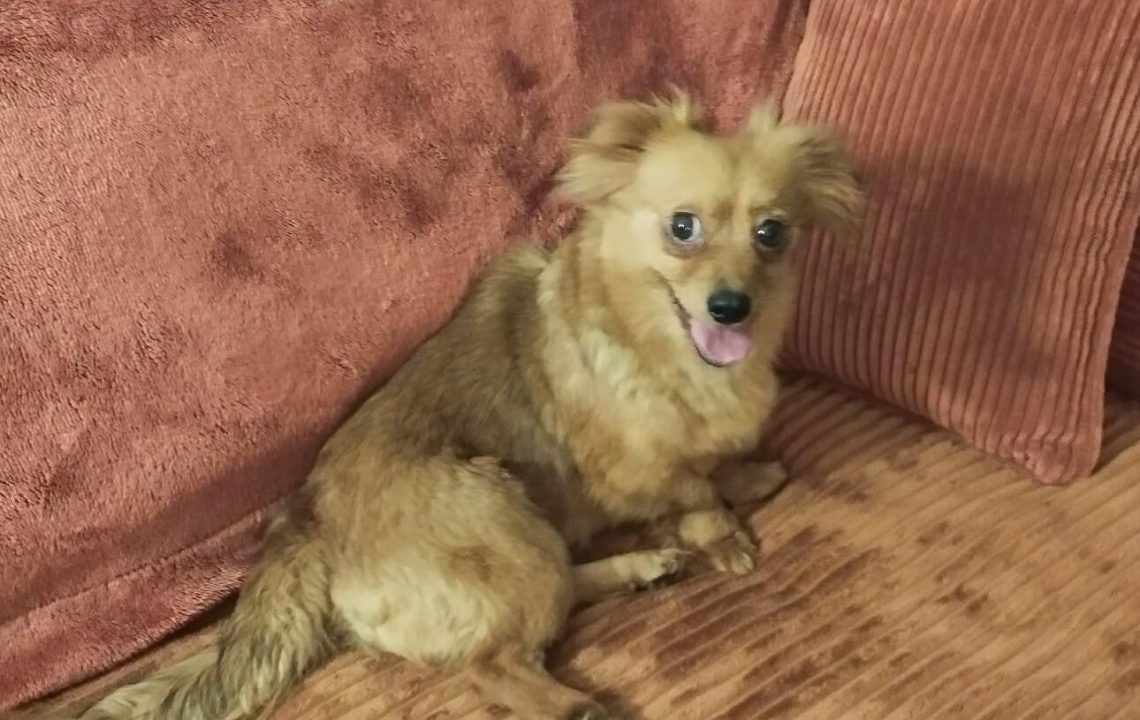 Minnie_chien_adoption_amis_d_ivar3