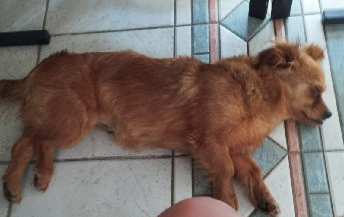 Minnie_chien_adoption_amis_d_ivar4