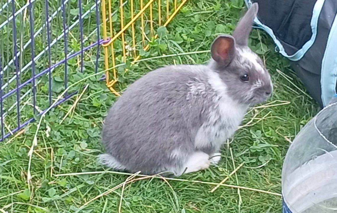 Mochi jeune lapin qui cherche sa famille