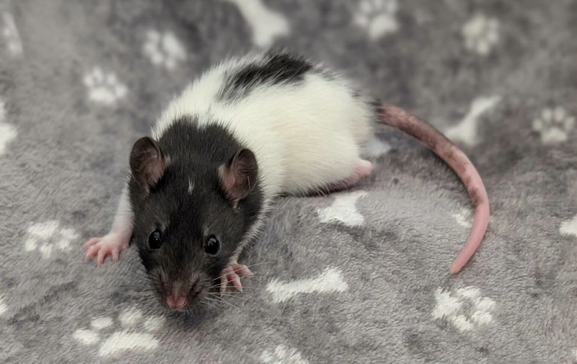 Mochi jeune rat à l'adoption à bertry
