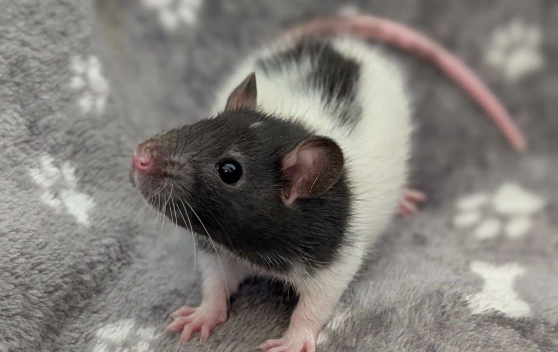 Mochi jeune rat à l'adoption à bertry