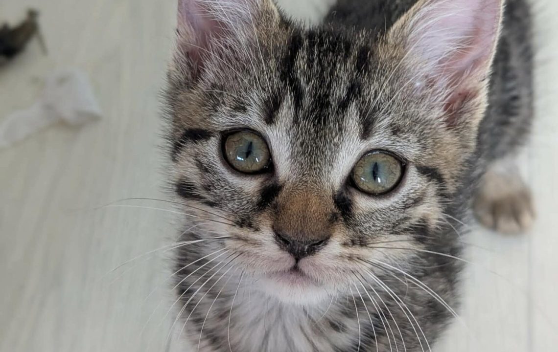 Myrtille à l'adoption sur Arras avec les amis d'Ivar