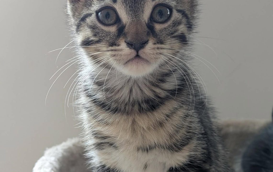Myrtille à l'adoption sur Arras avec les amis d'Ivar