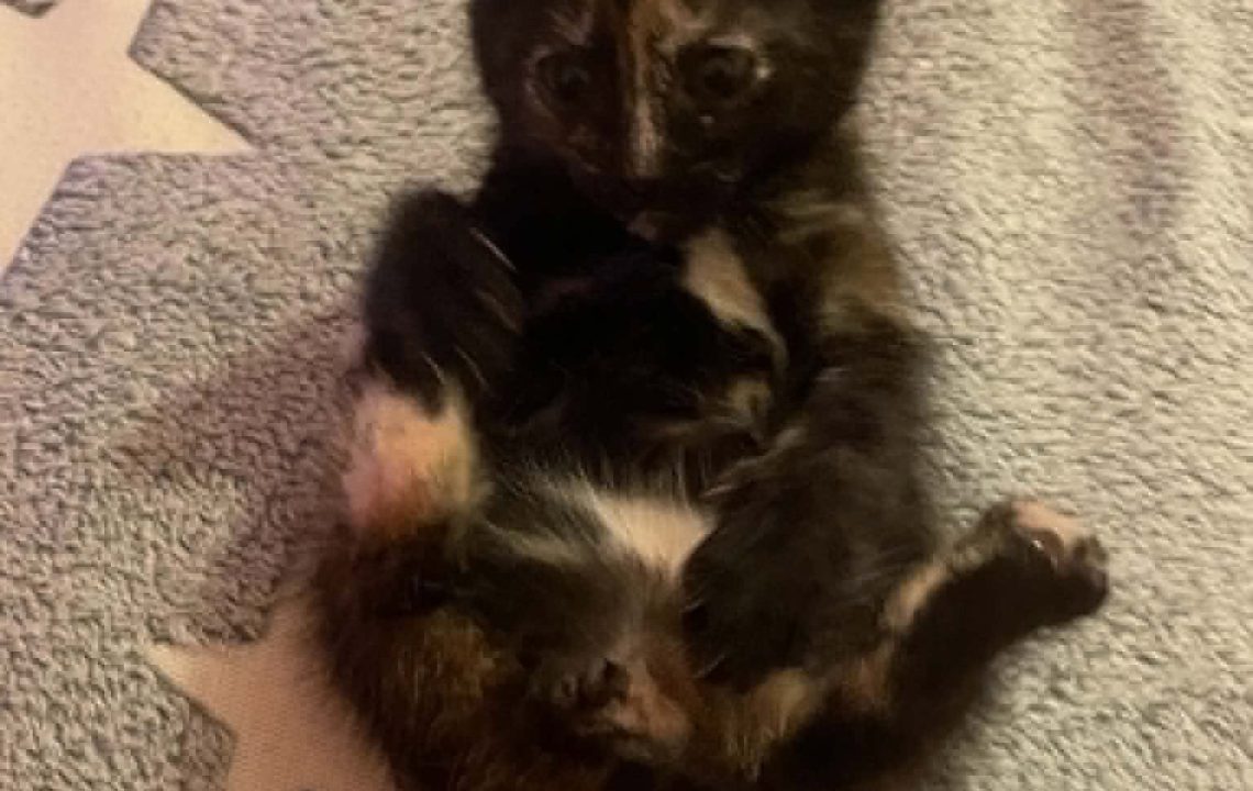 Mystic petit chaton calin à adopter