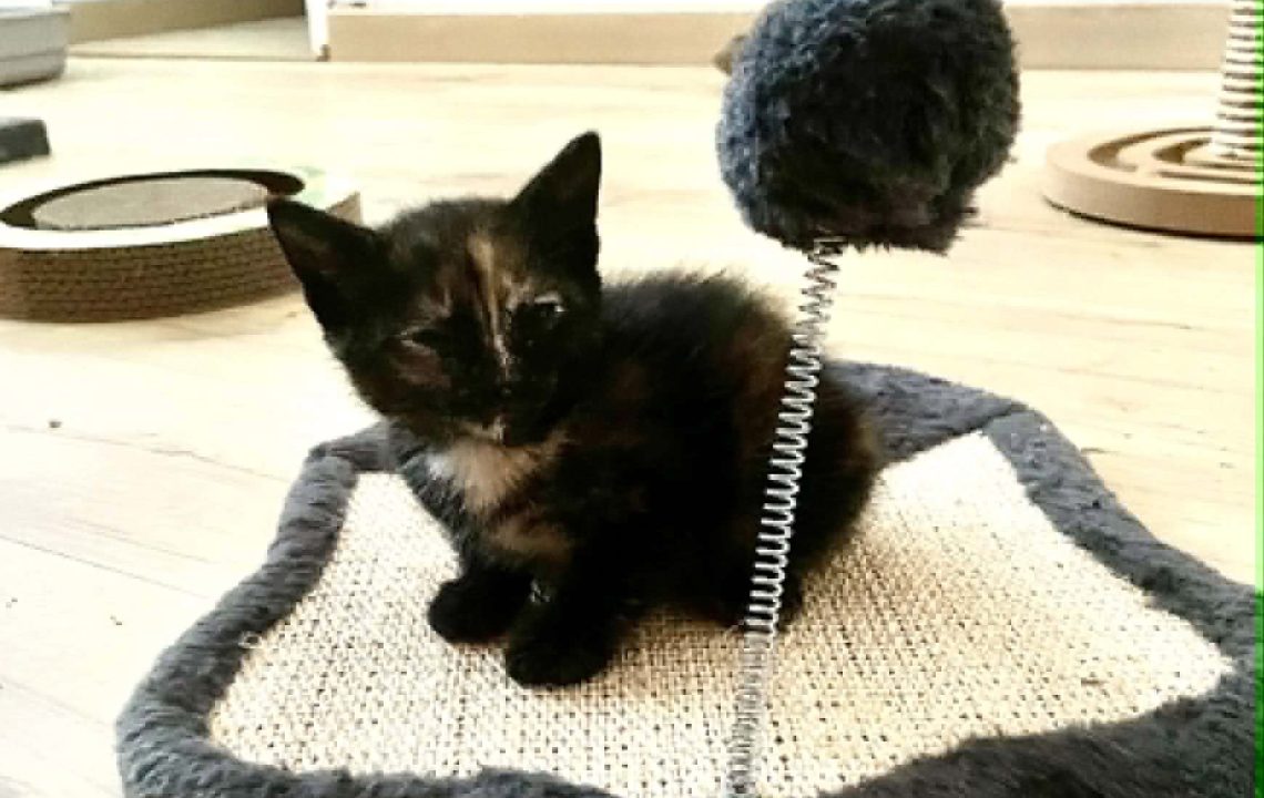 Mystic petit chaton calin à adopter