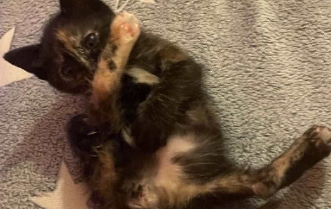 Mystic petit chaton calin à adopter