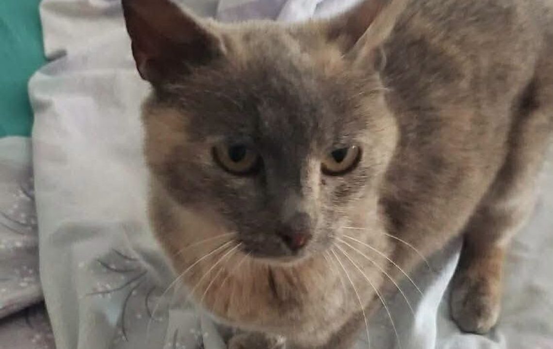 Nala jeune chat sur douai à l'adoption avec les amis d'ivar