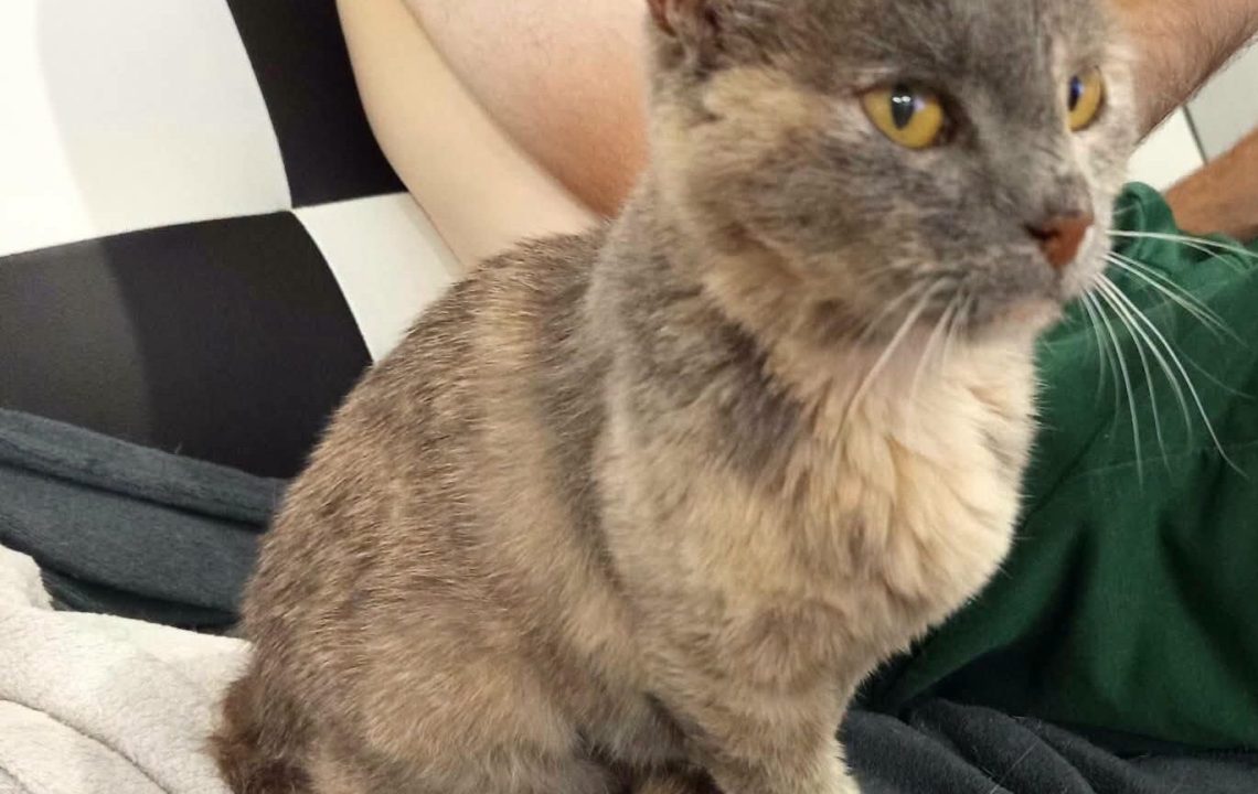 Nala jeune chat sur douai à l'adoption avec les amis d'ivar