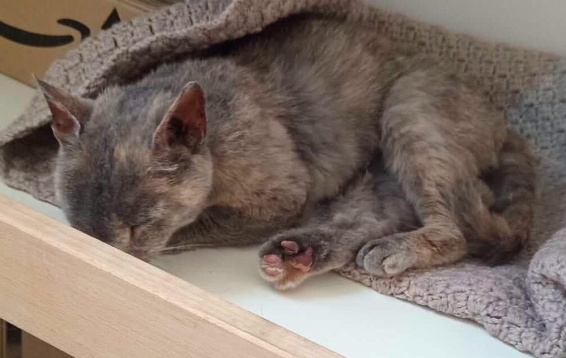 Nala jeune chat sur douai à l'adoption avec les amis d'ivar
