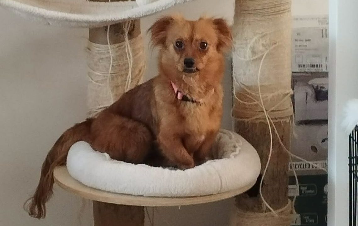 Minnie, une adorable petite chienne de 3 ans située à Tourcoing