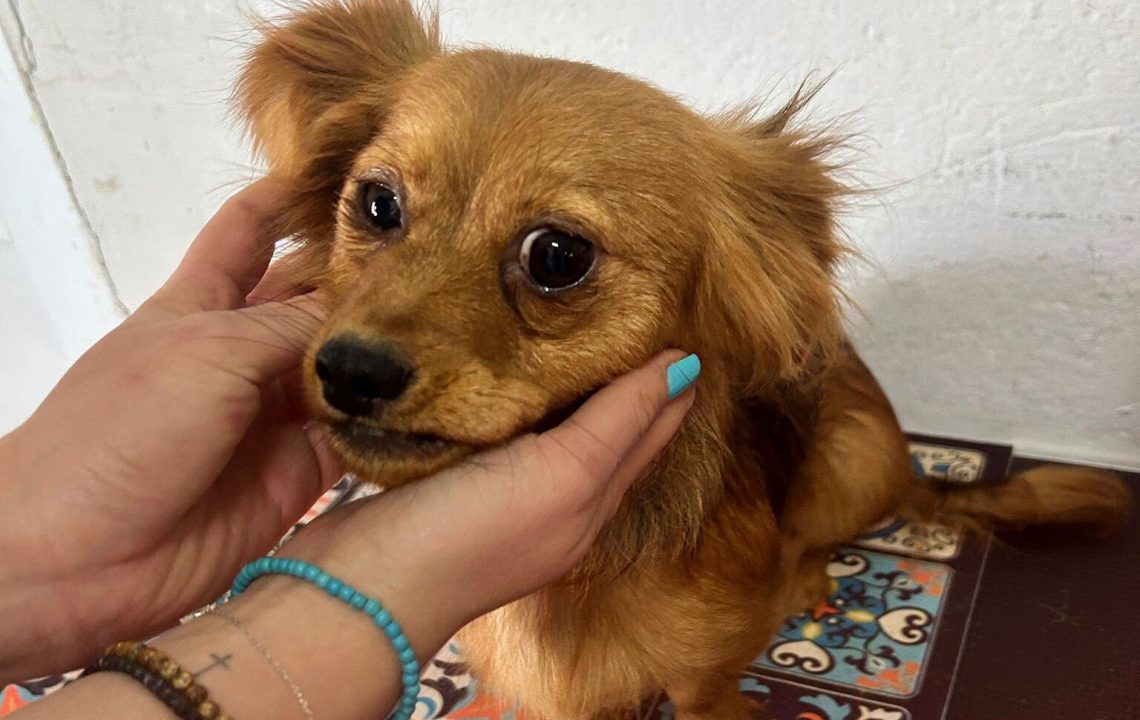 Minnie, une adorable petite chienne de 3 ans située à Tourcoing