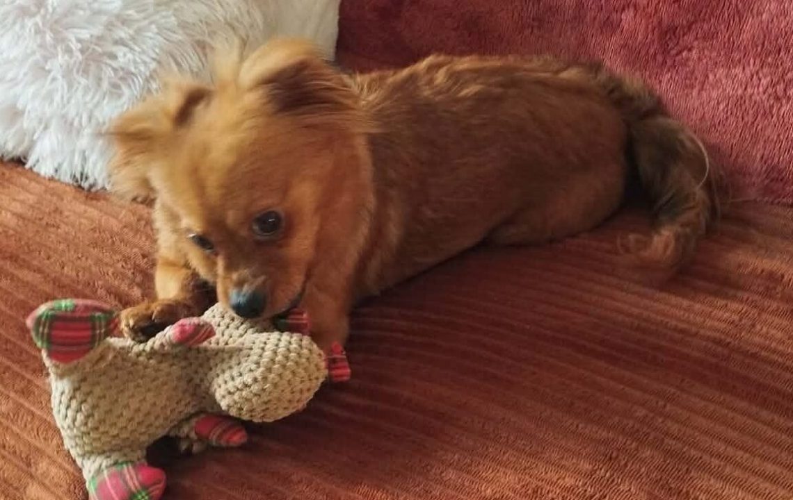 Minnie, une adorable petite chienne de 3 ans située à Tourcoing