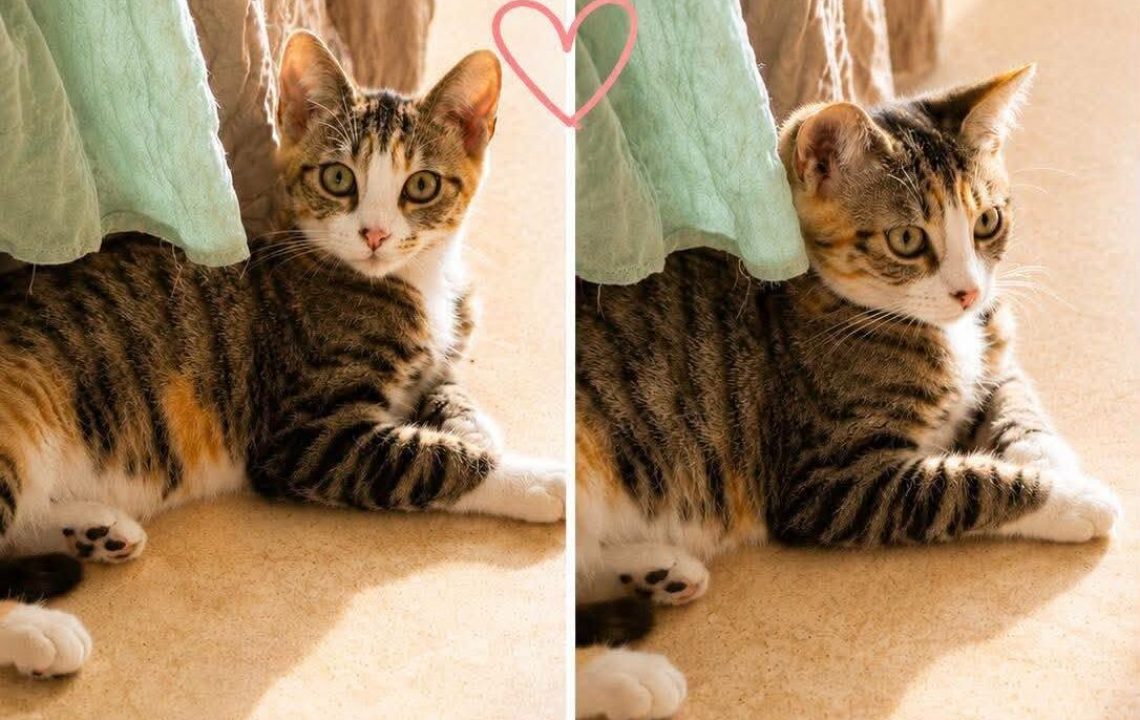 Nova chatonne à l'adoption à ennevelin avec les amis d'ivar