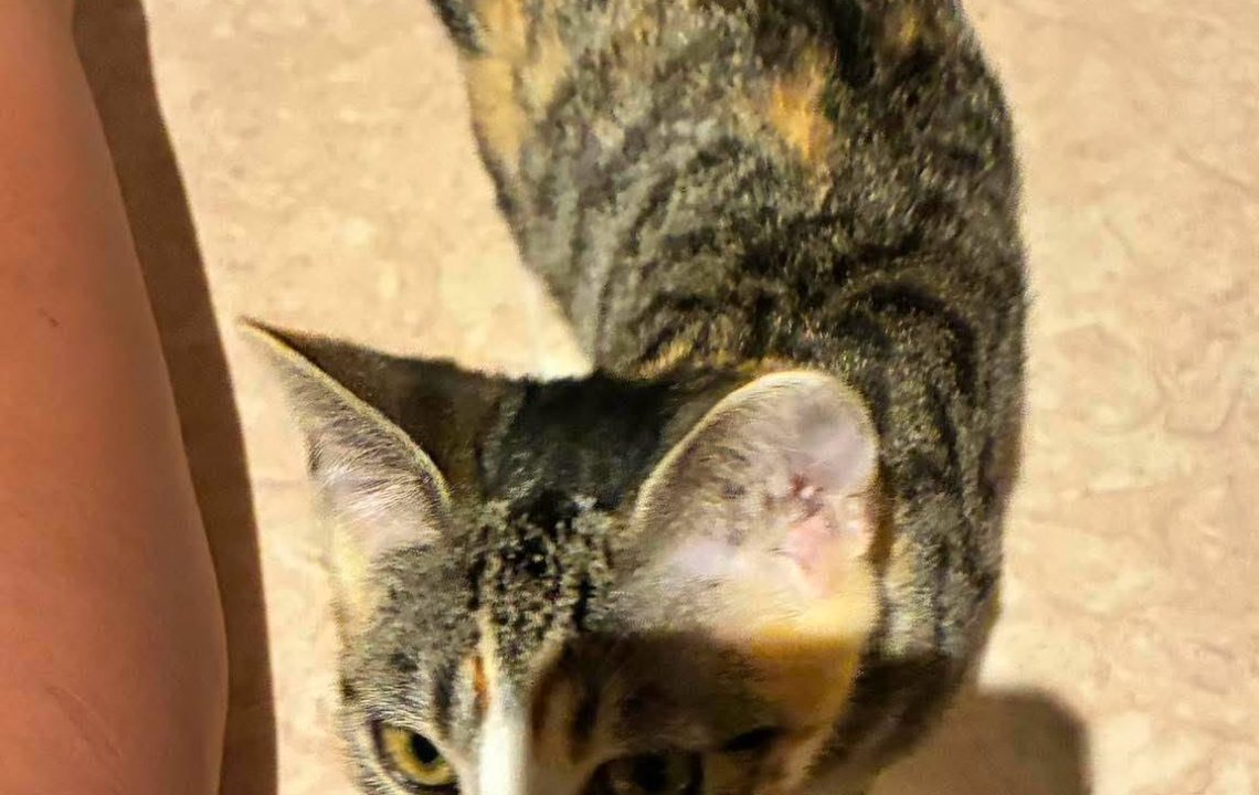 Nova chatonne à l'adoption à ennevelin avec les amis d'ivar