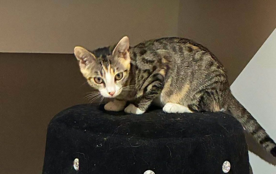 Nova chatonne à l'adoption à ennevelin avec les amis d'ivar