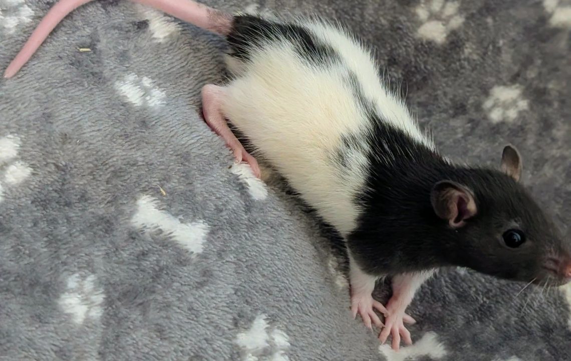 Pinceau petit rat énergique à Bertry