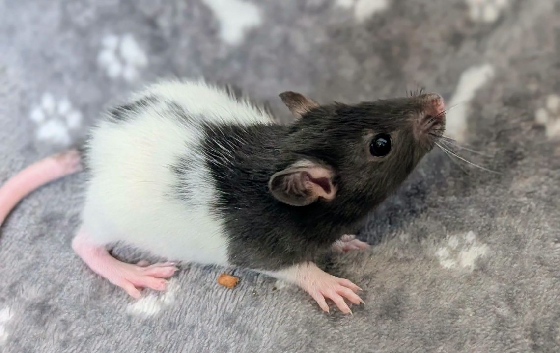 Pinceau petit rat énergique à Bertry