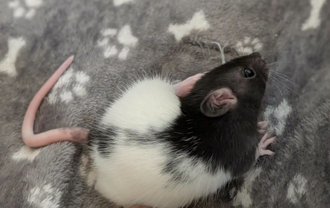 Pinceau petit rat énergique à Bertry