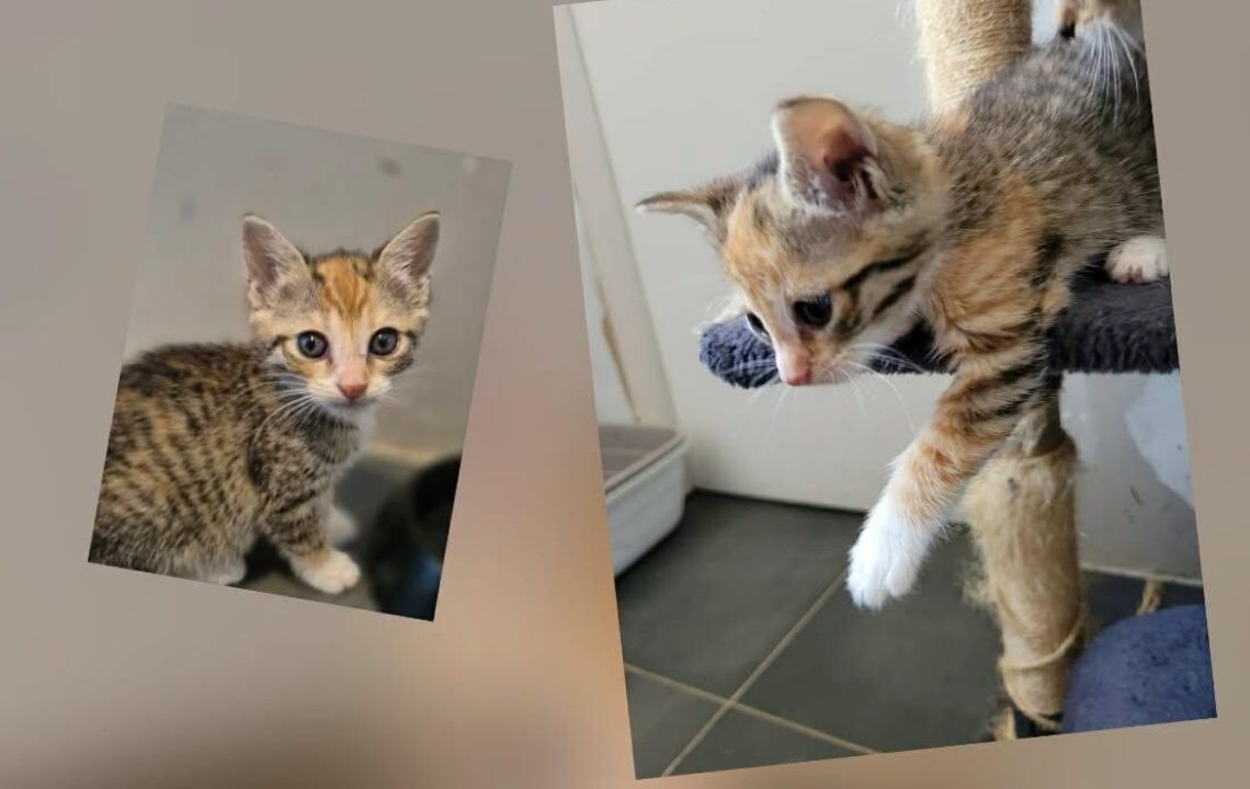 pirouette chaton à l'adoption à wannehain