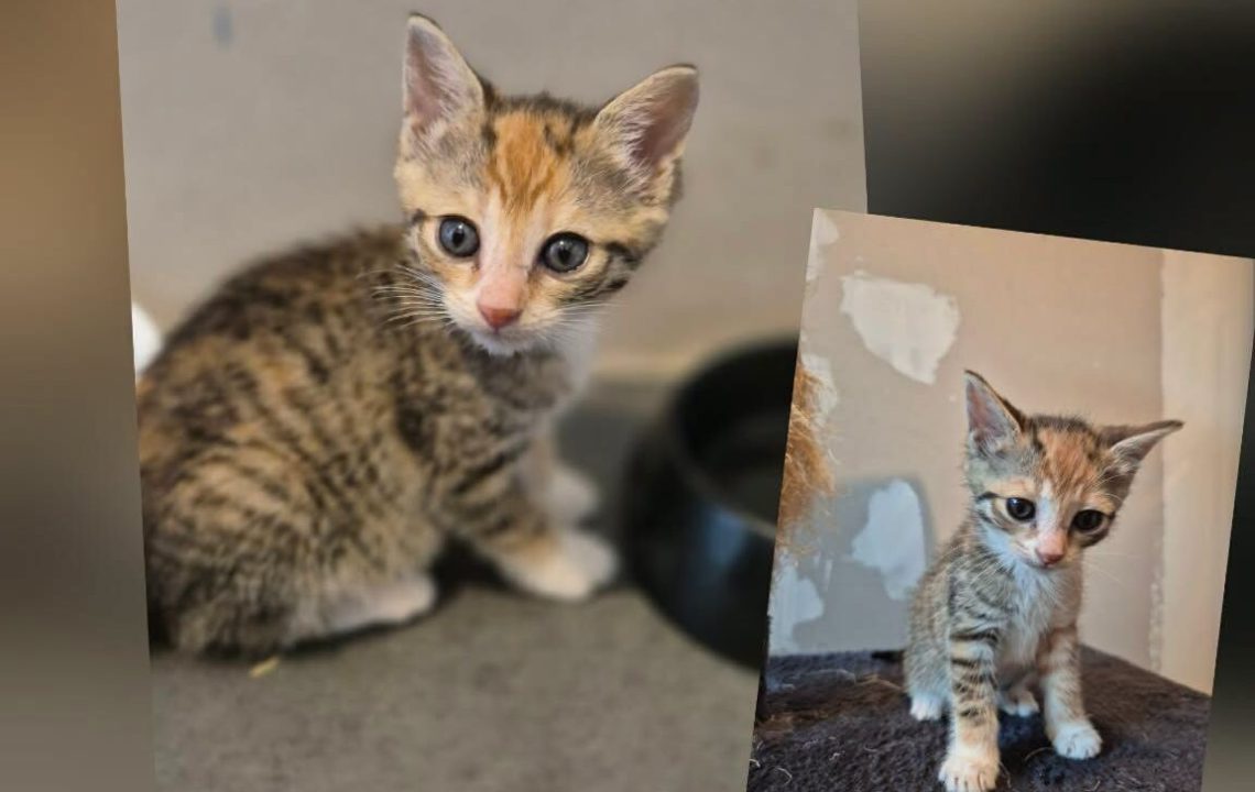 pirouette chaton à l'adoption à wannehain