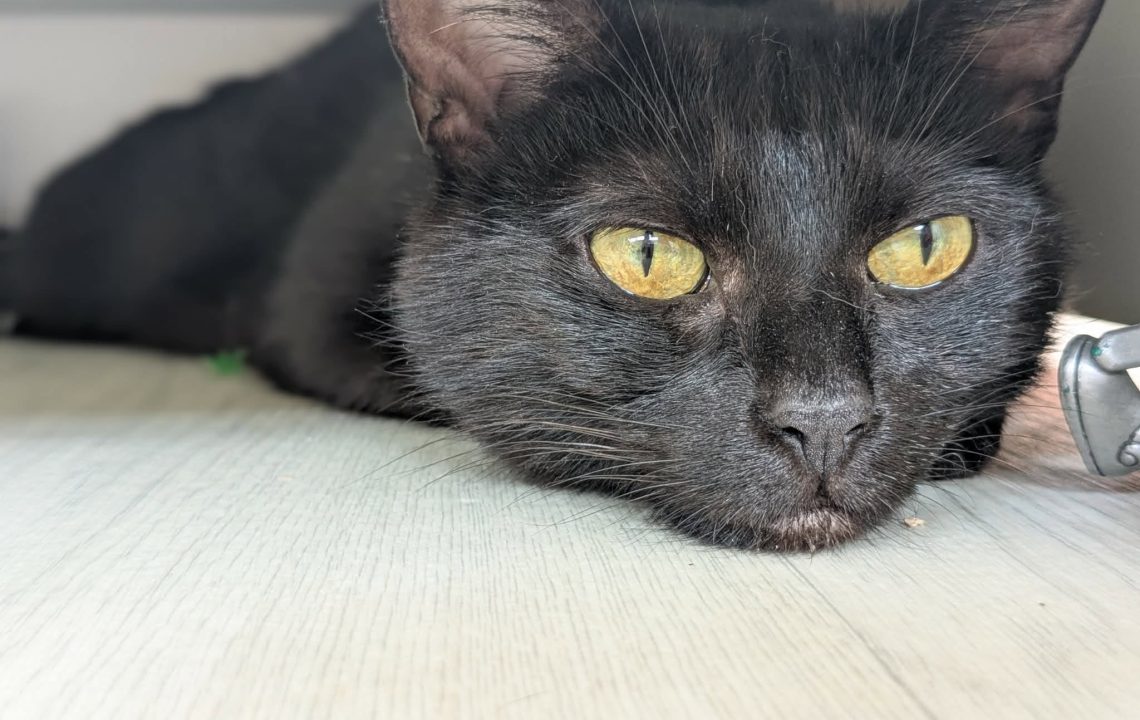 Prune magnifique chatte à l'adoption sur arras avec les Amis d'Ivar