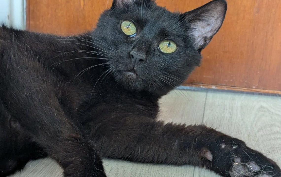 Prune magnifique chatte à l'adoption sur arras avec les Amis d'Ivar