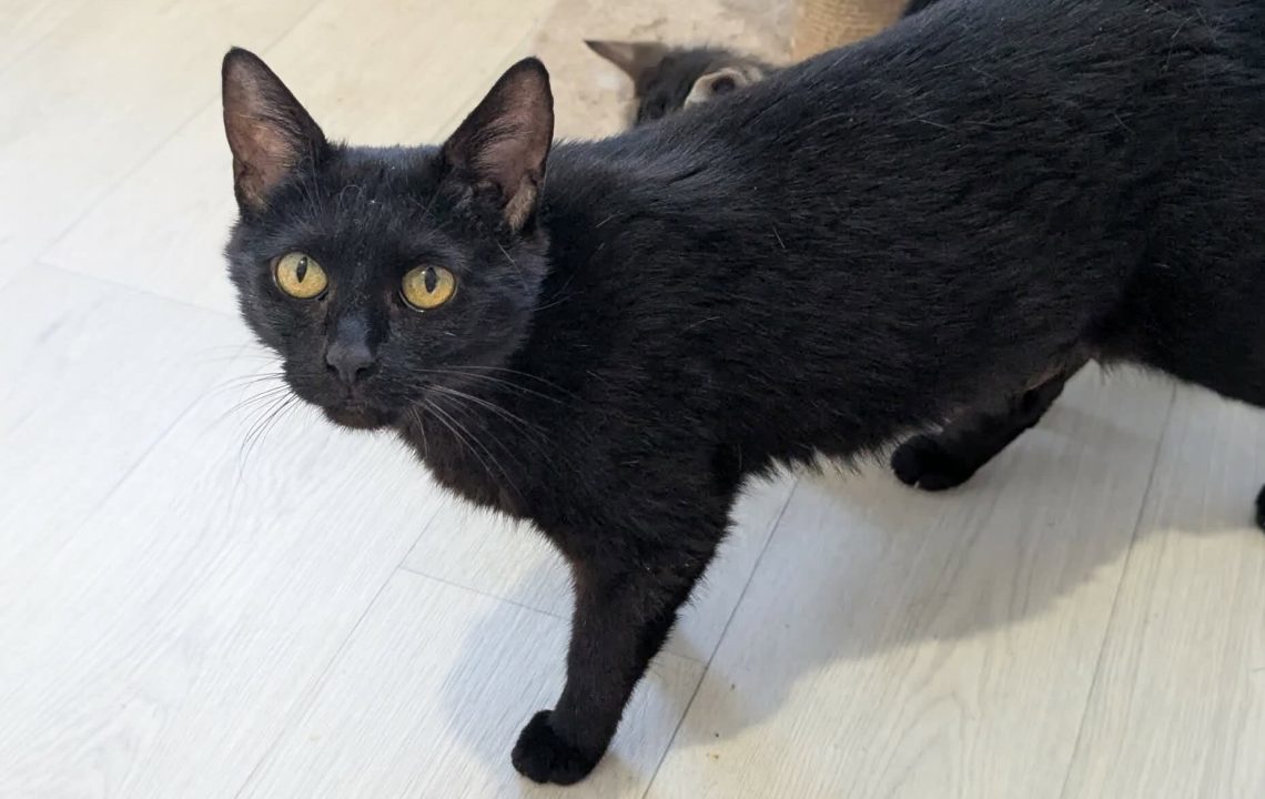 Prune magnifique chatte à l'adoption sur arras avec les Amis d'Ivar