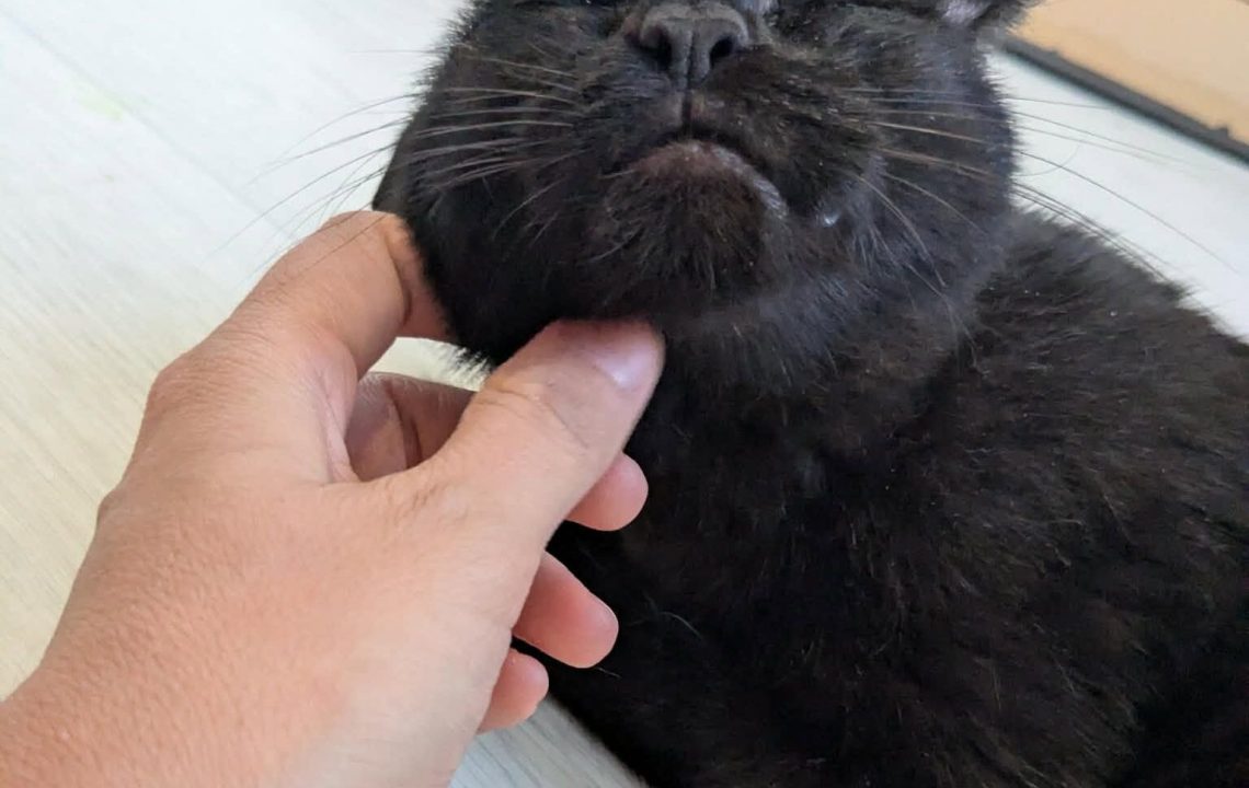 Prune magnifique chatte à l'adoption sur arras avec les Amis d'Ivar