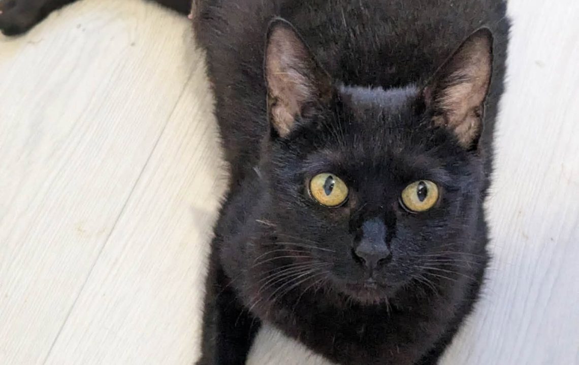 Prune magnifique chatte à l'adoption sur arras avec les Amis d'Ivar