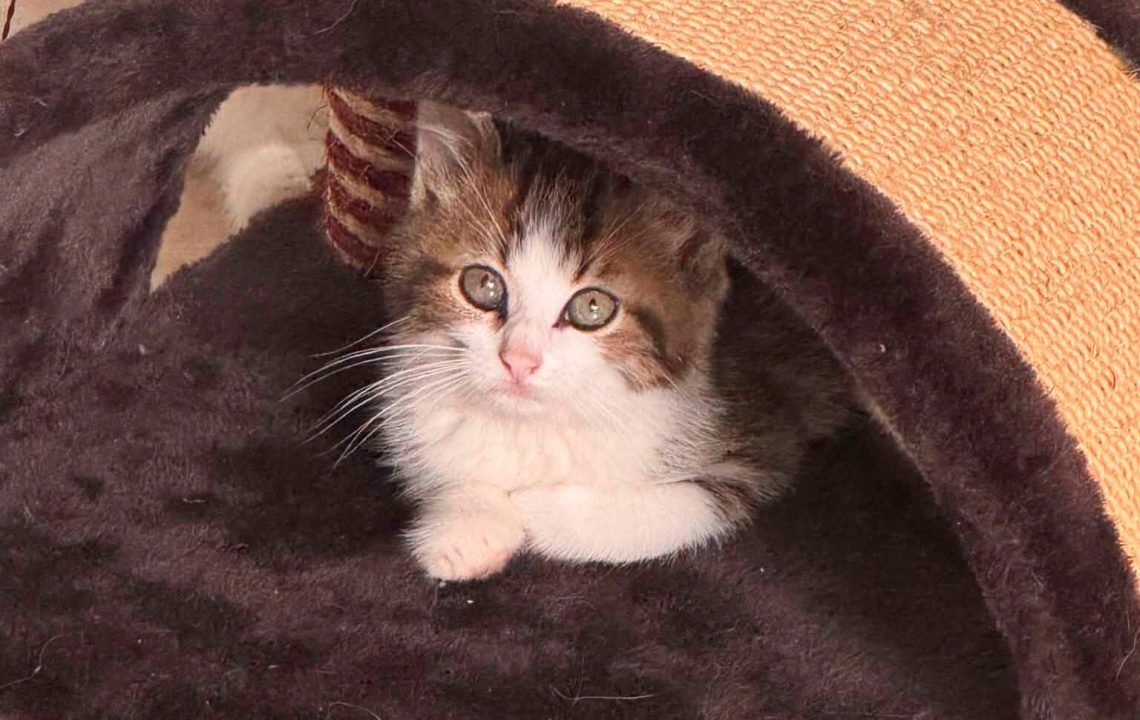 Pumba est un chaton visible à cysoing à l'adoption avec les amis d'ivar