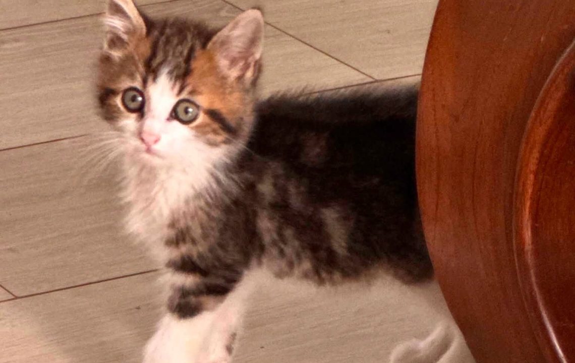 Pumba est un chaton visible à cysoing à l'adoption avec les amis d'ivar